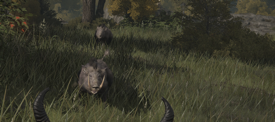 Two boars make ready to attack the camera.